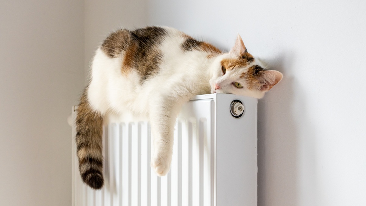 Gatto steso sul calorifero